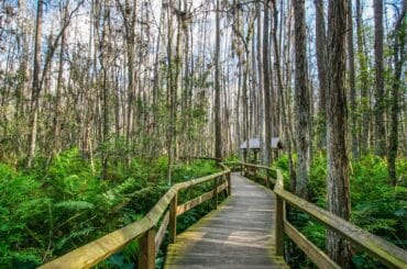 Visita este camino en el Parque Nacional de Los Everglades