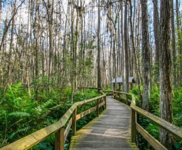 Visita este camino en el Parque Nacional de Los Everglades