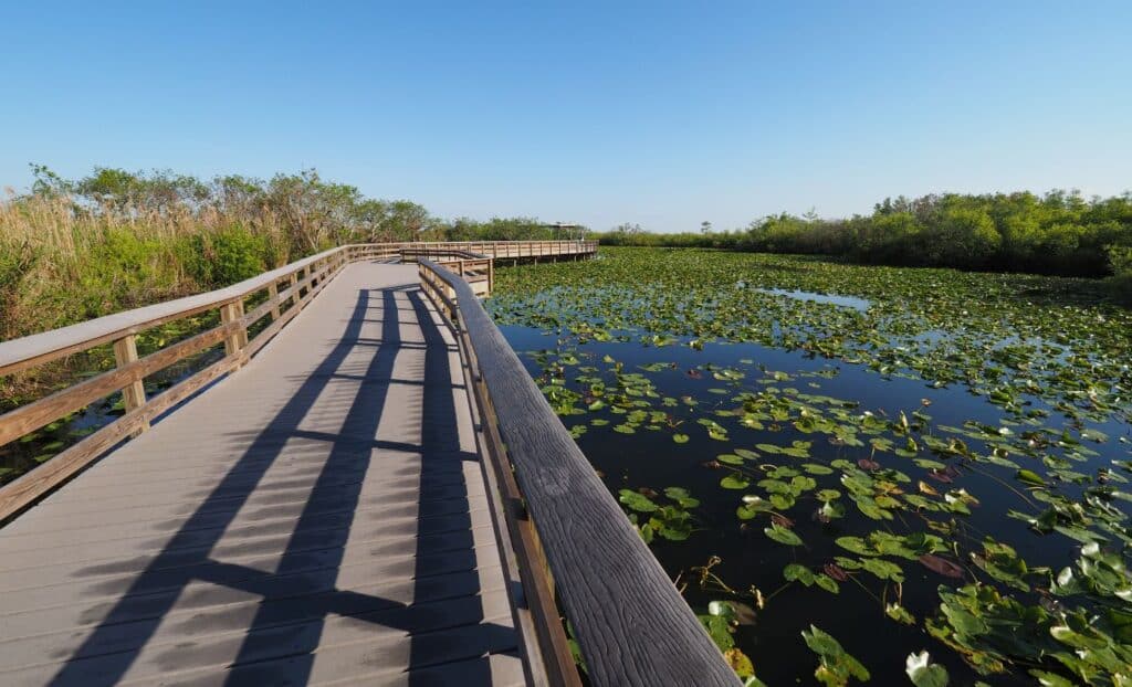 Visit and discover the Everglades Natural Park