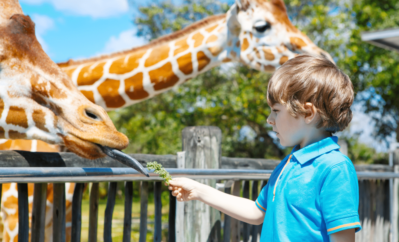 Visiting Miami Zoo with kids
