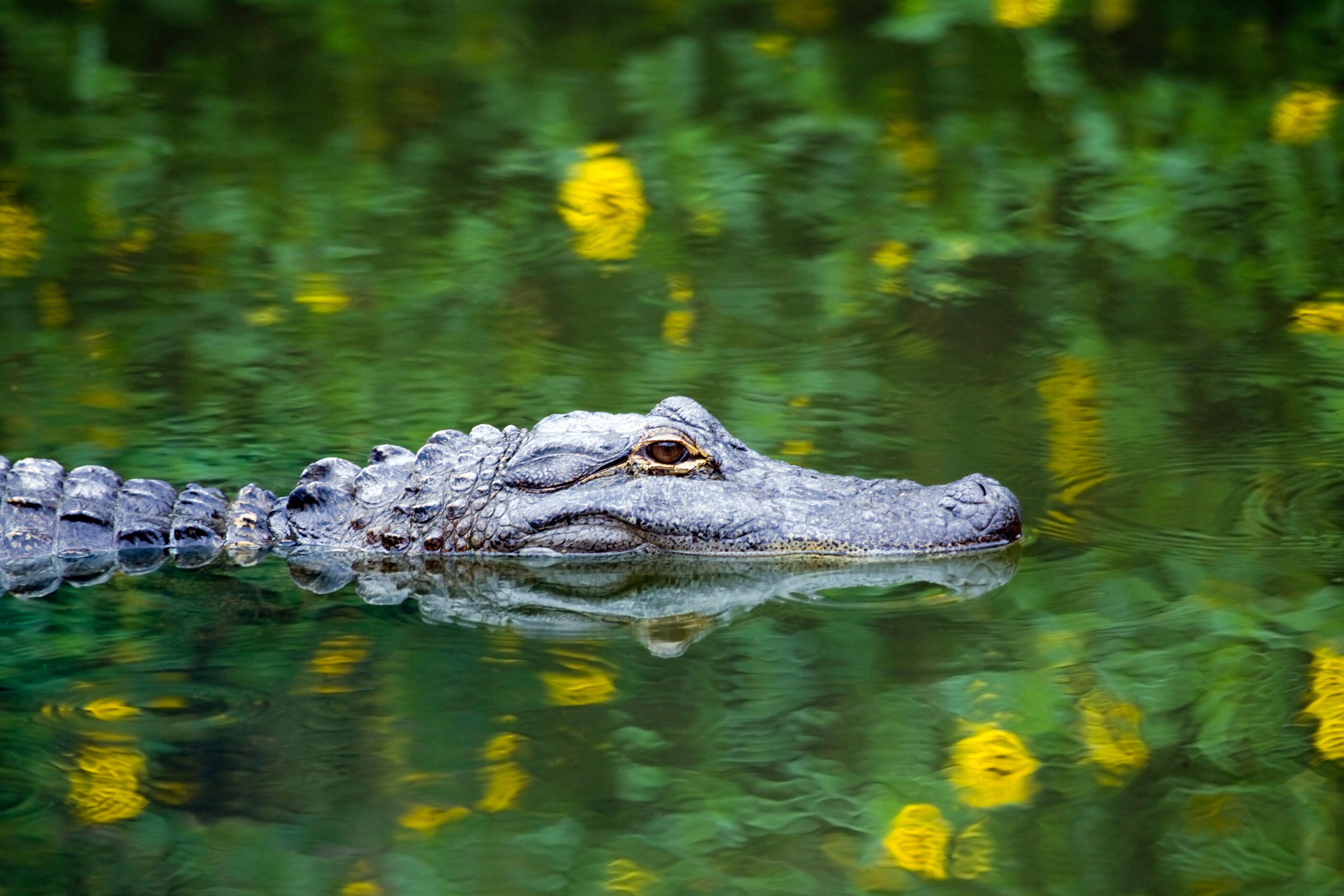 Crocodile in a swamp