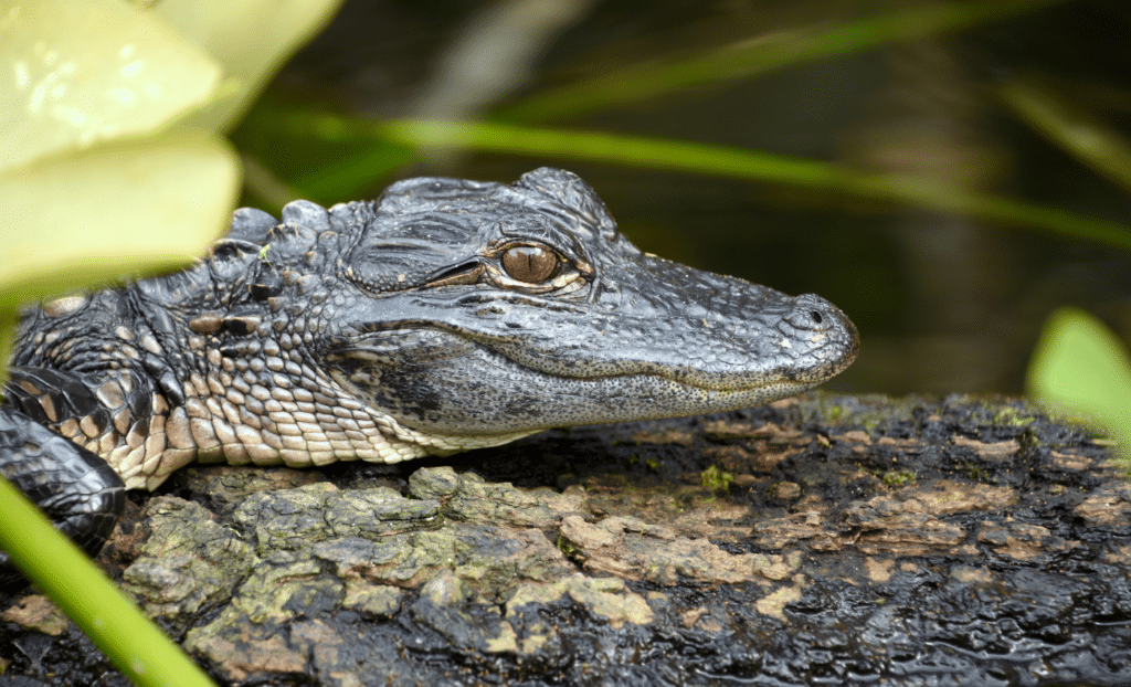 what to see at the Everglades National Park