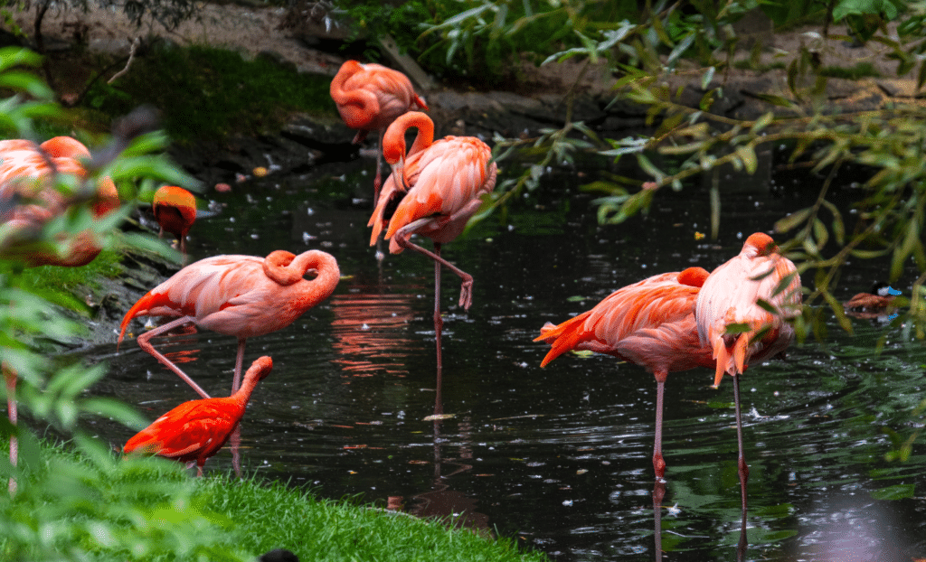 o que apreciar no Flamingo Gardens em Fort Lauderdale