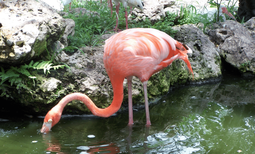 Cosas para ver en Flamingo Gardens en Fort Lauderdale