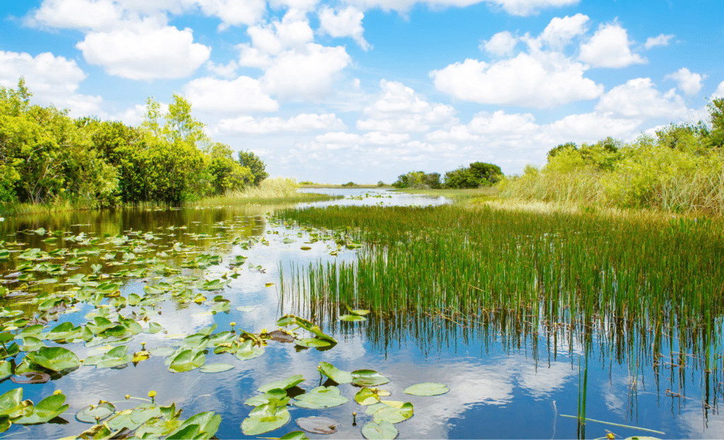 Qué ver en el Parque nacional de los Everglades en Florida