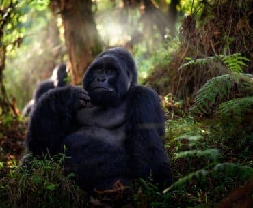 Explora el Zoológico de Houston