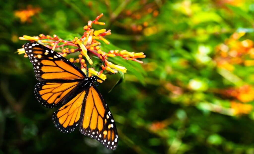 Lugares para visitar en Orlando gratis: Harry P. Leu Gardens