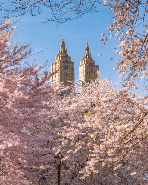 Aprecie as cerejeiras no Central Park