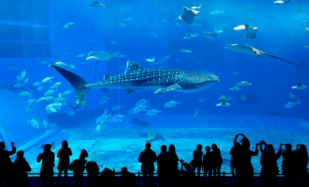 Visitar el acuario de Atlanta es uno de los mejores planes nocturnos en la ciudad